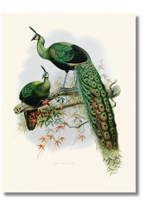 Elliot - Pavo Muticus