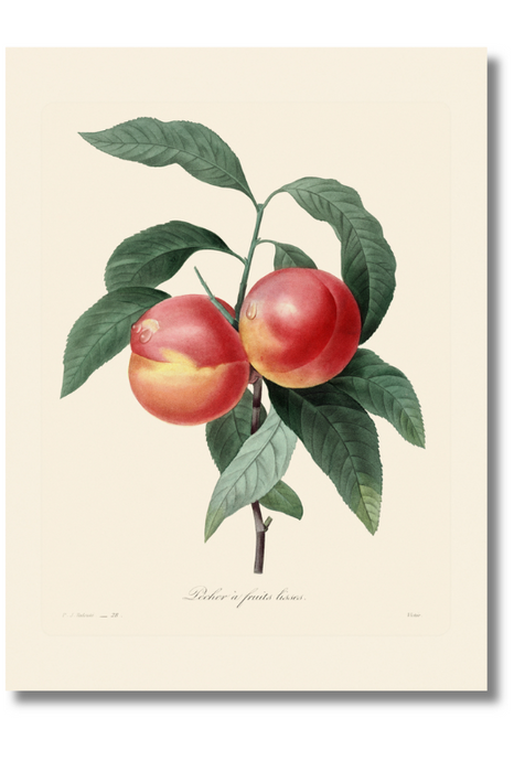 Redoute - Smooth Peach