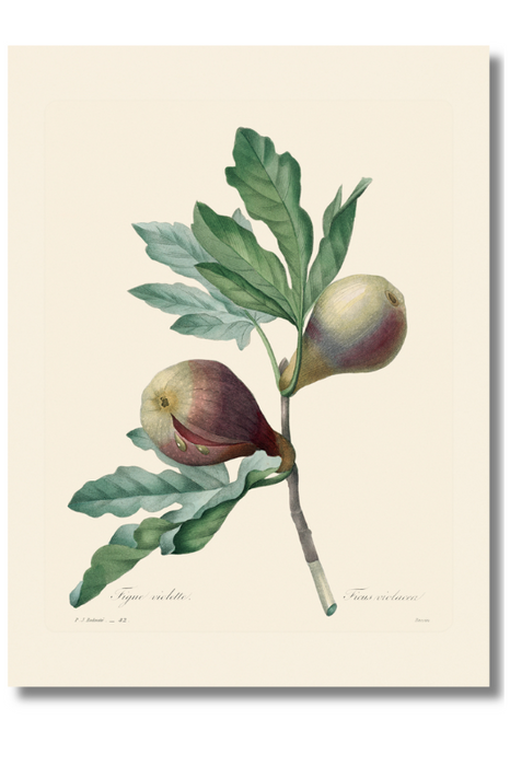 Redoute - Fig