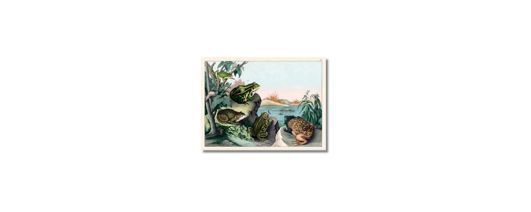 Schubert - Frogs