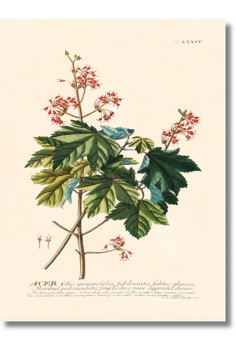 Trew Botanical - Acer Quinquelobis