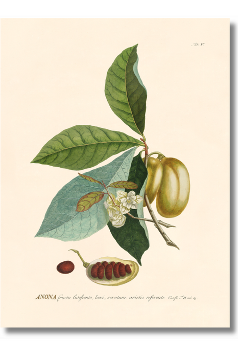 Trew Botanical - Anona