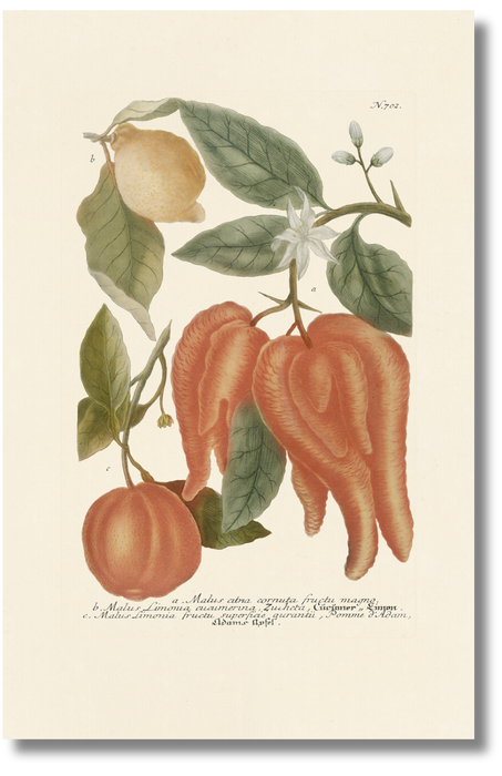 Weinmann - Botanical IV